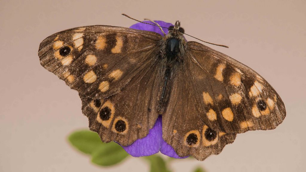 Identificazione farfalla - Pararge aegeria